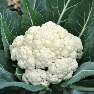 Blumenkohl mit Blättern