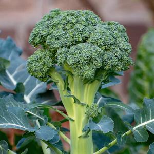 Brokkoli im Gartenbeet