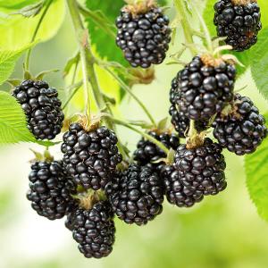 Schwarze Brombeeren am Strauch