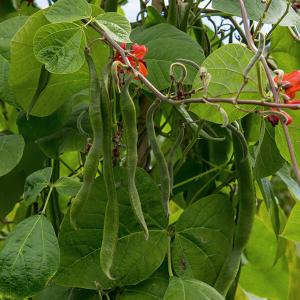 Busch- und Stangenbohnen