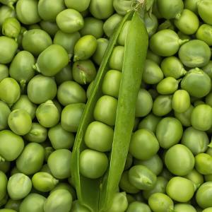 Geöffnete Erbsenschote