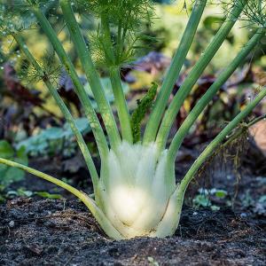 Fenchelgewächs im Beet