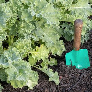 Grühnkohl mit Tautropfen und Schaufel in der Erde