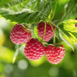 Frische Himbeeren am Strauch