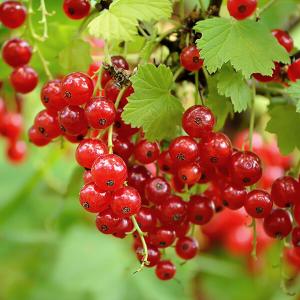 Rot leuchtende Johannisbeeren am Strauch
