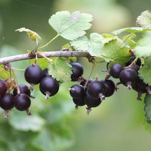 Schwarze Jostabeeren an einem Ast