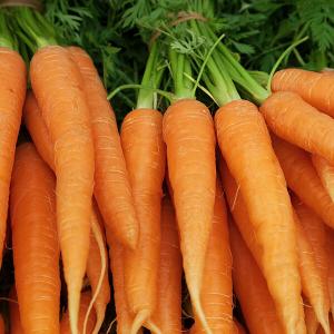 Frisch geerntete Möhren