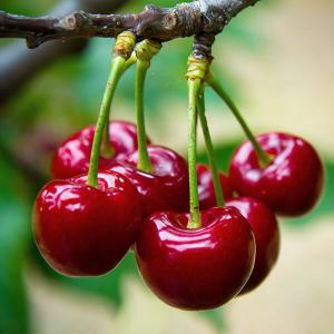 Reife Kirschen 
