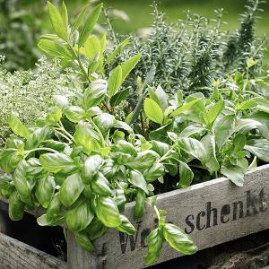 Kräuterkiste mit verschiedenen Sorten von Gartenkräutern