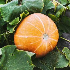 Orangefarbener Kürbis im Beet