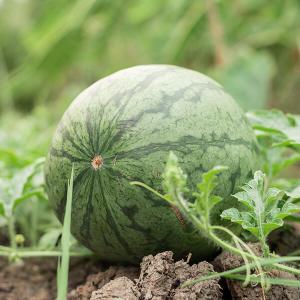 Reife Melone im Beet