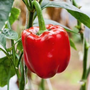 Rot glänzender Paprika am Strauch