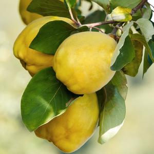 Reife Quitten am Baum