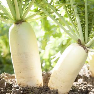 Zwei aus der Erde ragende Rettiche