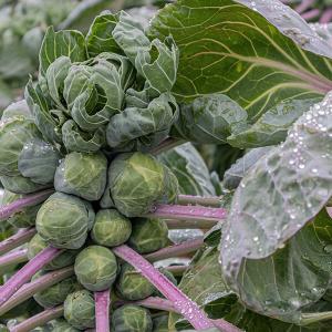 Rosenkohl Röschen auf der Pflanze