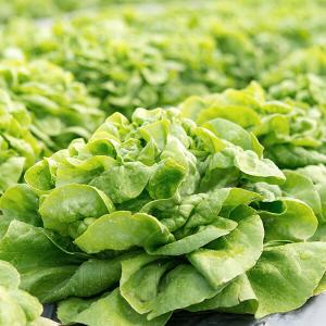 Erntereife Salatköpfe im Gartenbeet