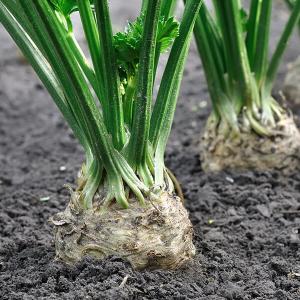 Aus der Erde ragende Sellerie Knollen