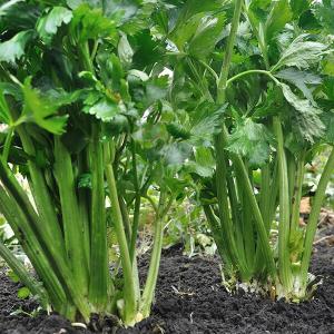 Grüner Stangensellerie im Beet