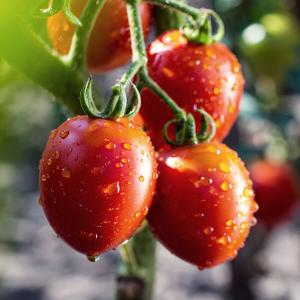 Reife Tomaten mit Wassertropfen auf der Haut