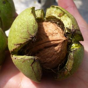 Reife, geöffnete Walnuss in der Hand