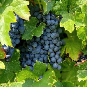 Weinrebe mit blauen Trauben
