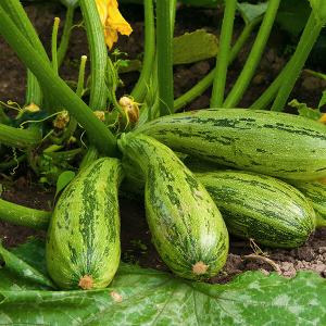 Reife Zucchini an der Pflanze