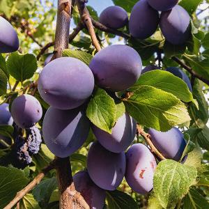 Saftige Zwetschken am Baum