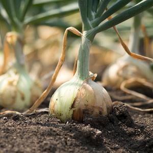 Zwiebel Knollen im Gartenbeet