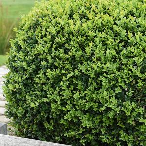 Gepflegter Buchs im Garten