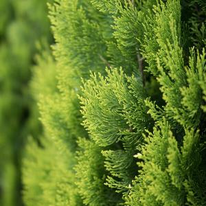 Nahaufnahme von einem Koniferen Strauch