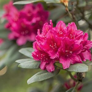 Rhododendron & Hortensie