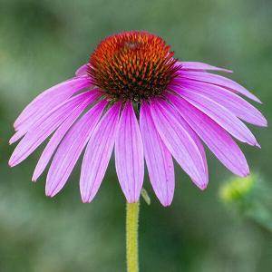Violettfarbene Sommerblume