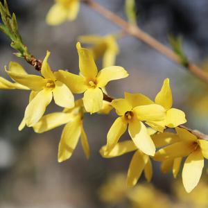 Gelbe Blüten am Ziergehölz