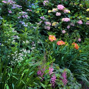 Verschiedene Zierpflanzen im Garten