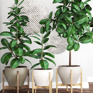 Dreierlei Zimmerpflanzen mit Wanddekor