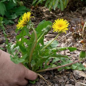 Löwenzahn beim Ausreissen 